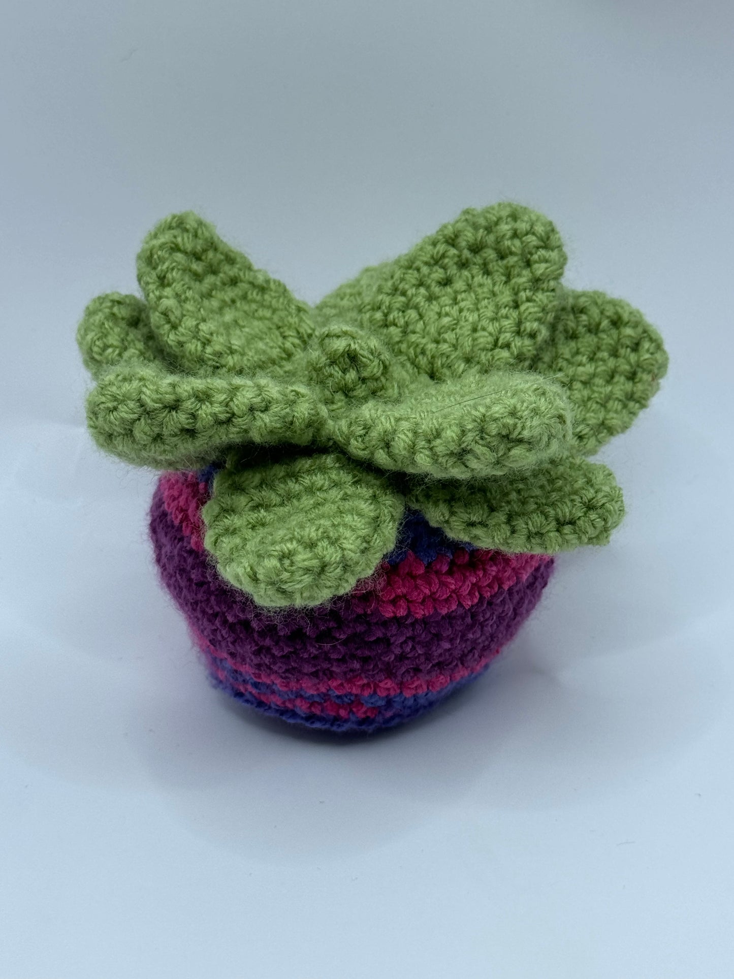 Succulent Plant