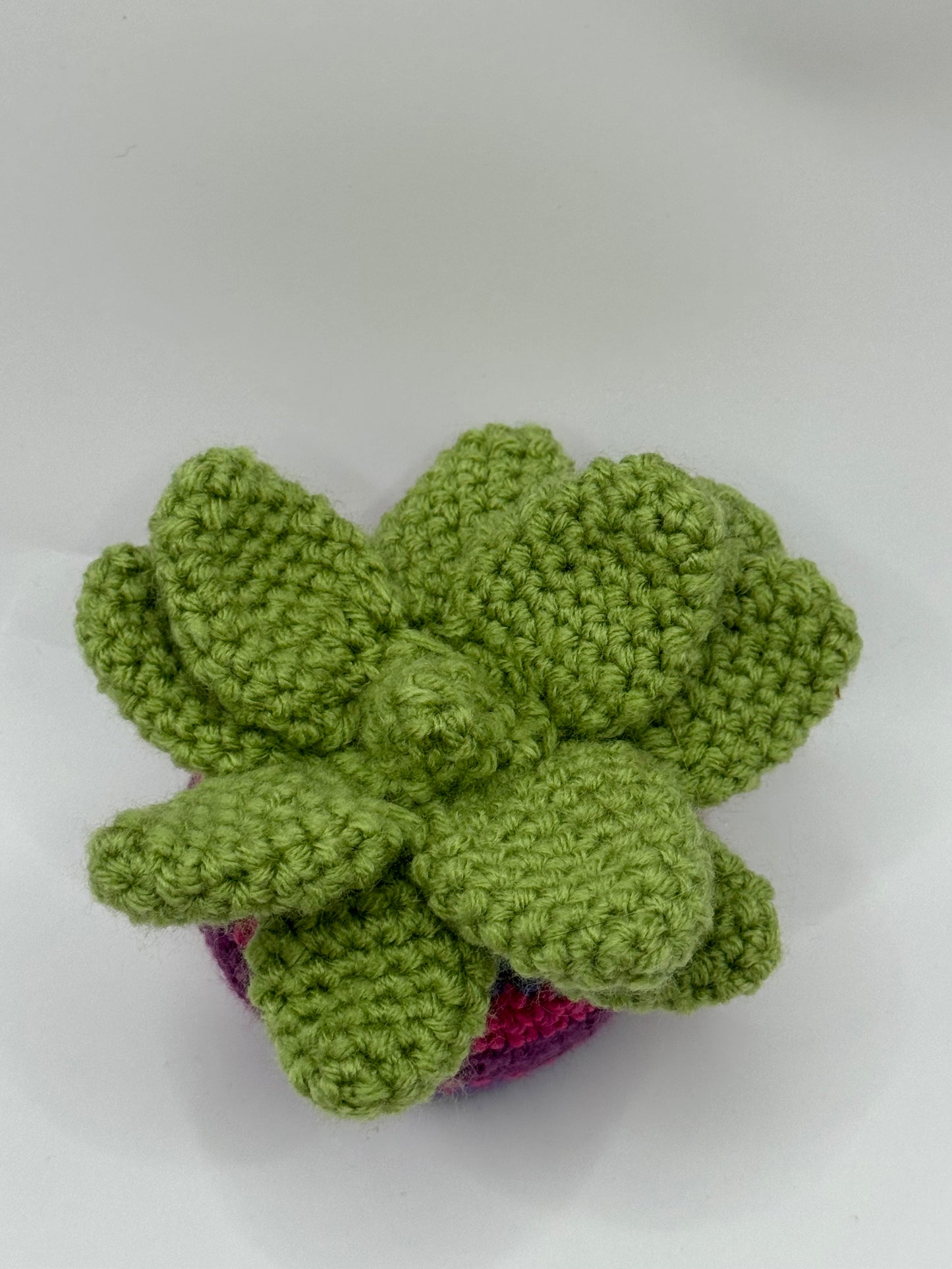 Succulent Plant