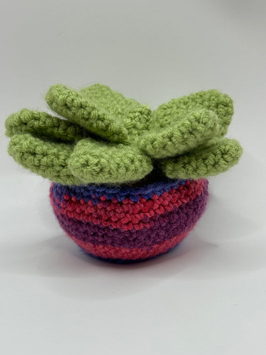 Succulent Plant