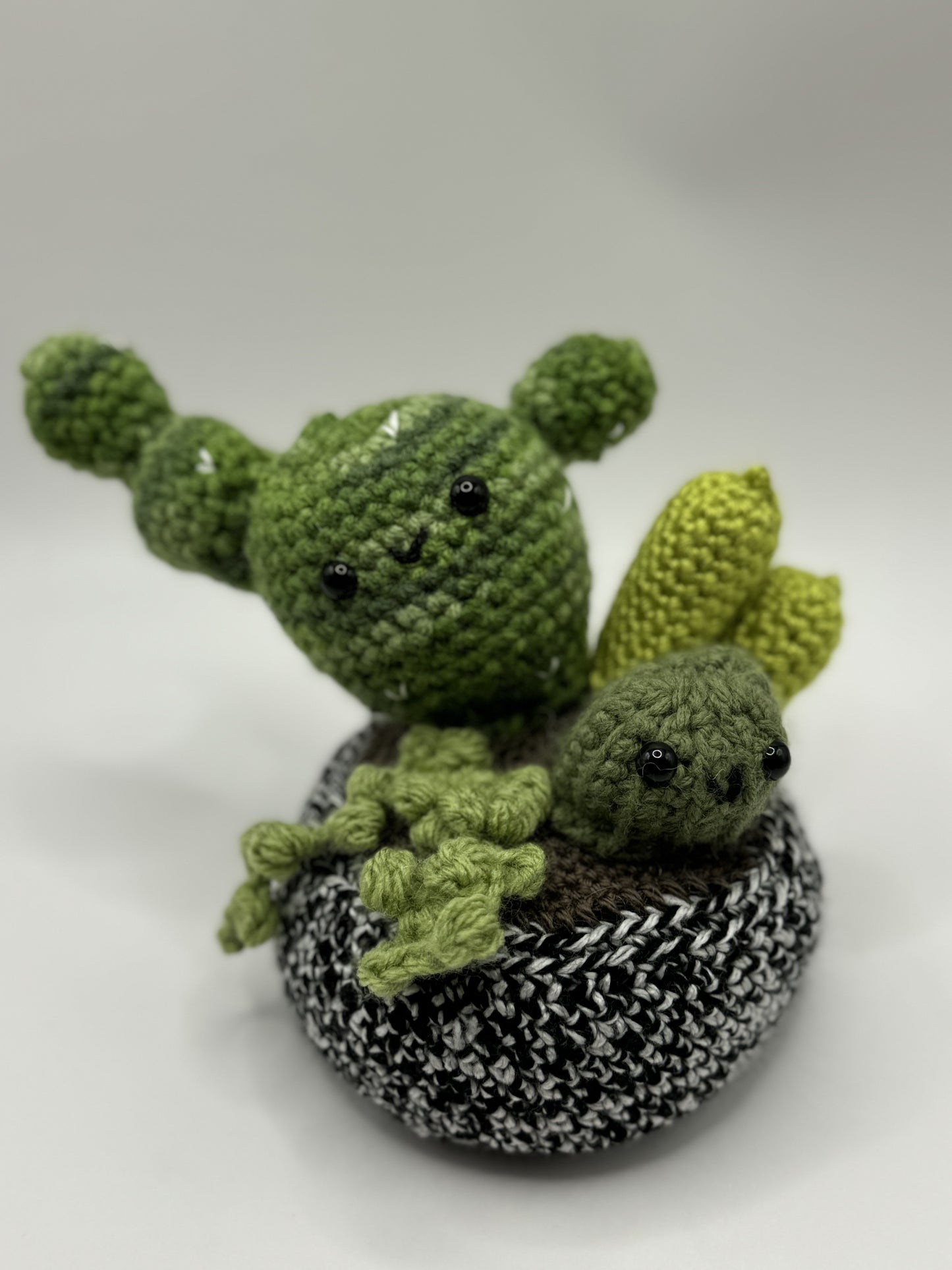 Cactus Variety