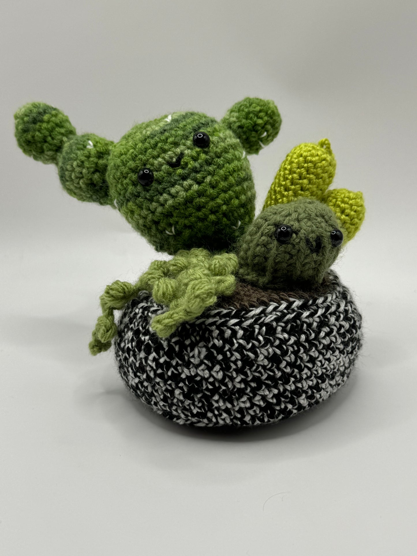 Cactus Variety