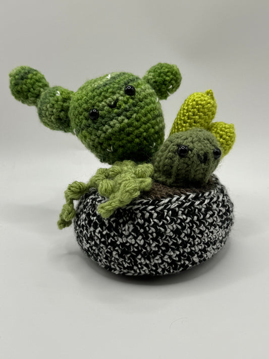 Cactus Variety
