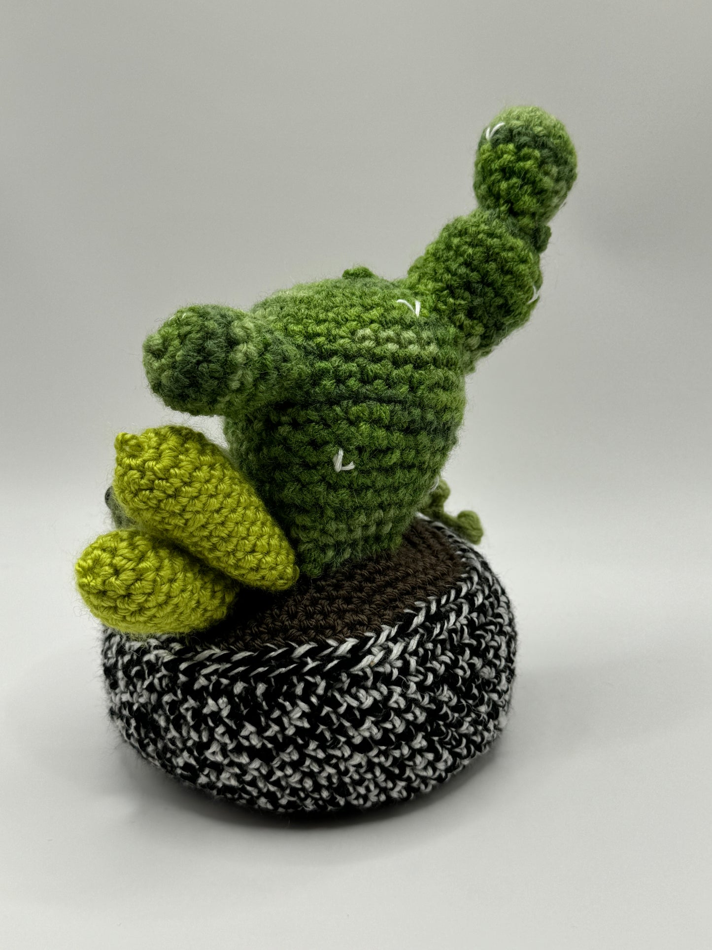Cactus Variety