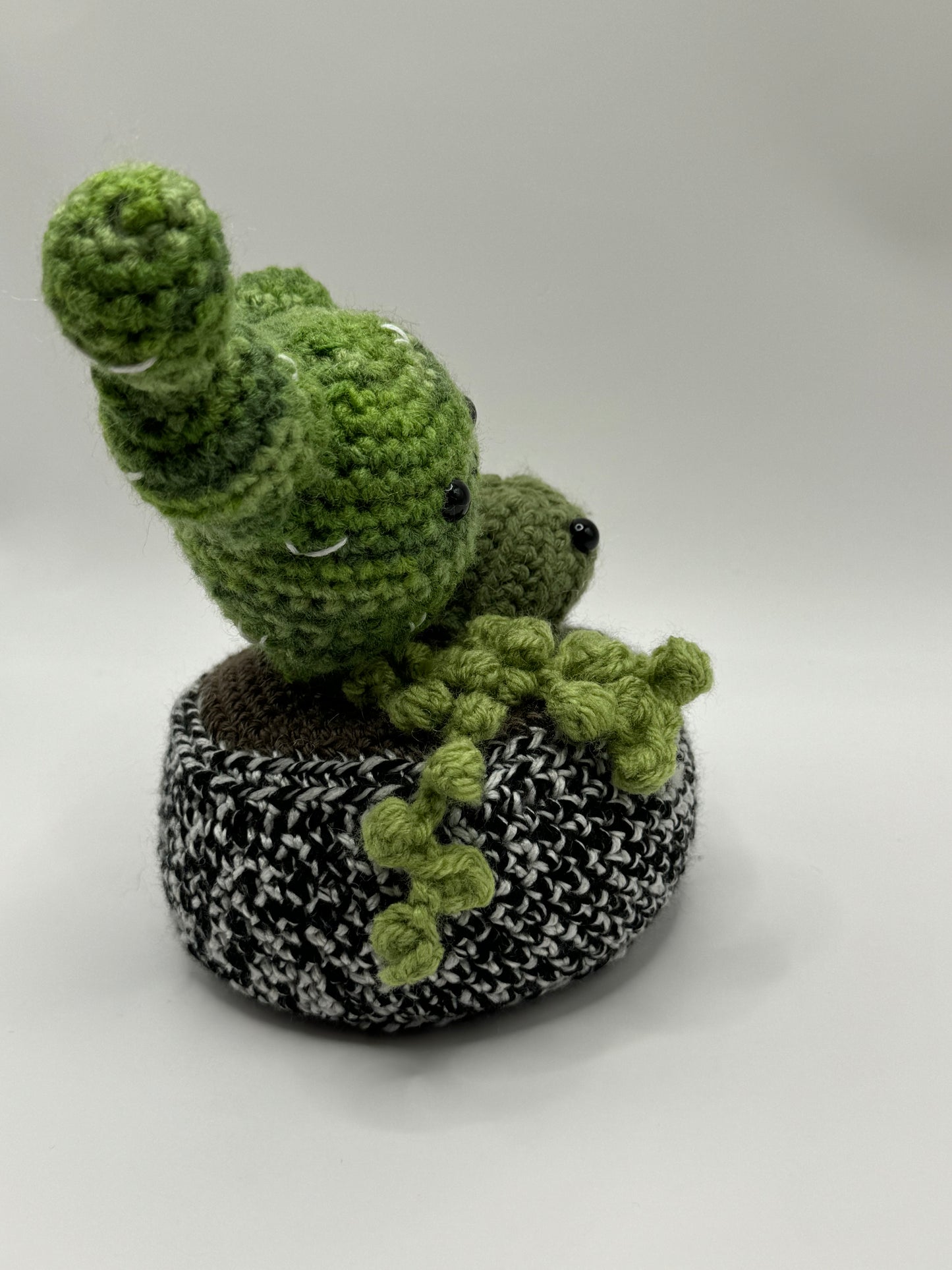 Cactus Variety