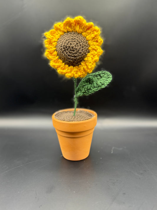 Potted Sunflower