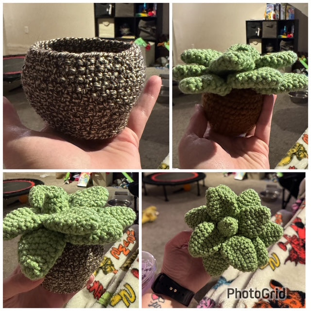 Medium Succulent