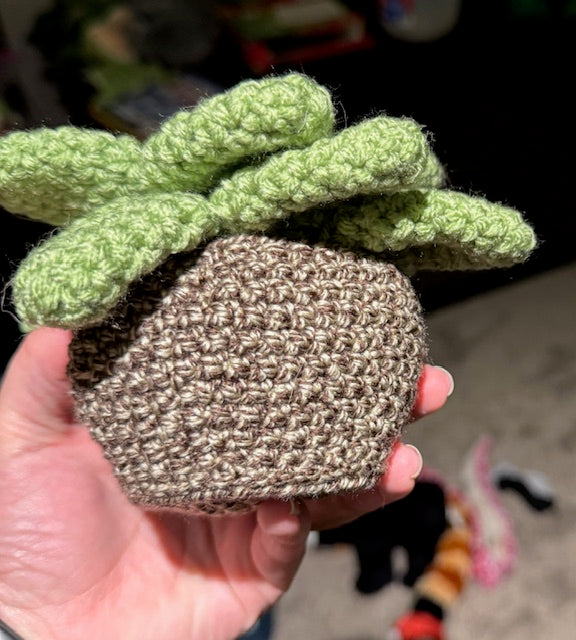Medium Succulent